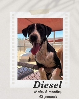 Diesel, an adoptable Australian Cattle Dog / Blue Heeler, Pit Bull Terrier in Puerto Penasco, SON, 83550 | Photo Image 2