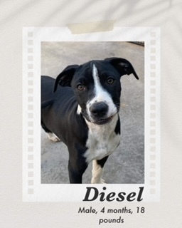 Diesel, an adoptable Australian Cattle Dog / Blue Heeler, Pit Bull Terrier in Puerto Penasco, SON, 83550 | Photo Image 3