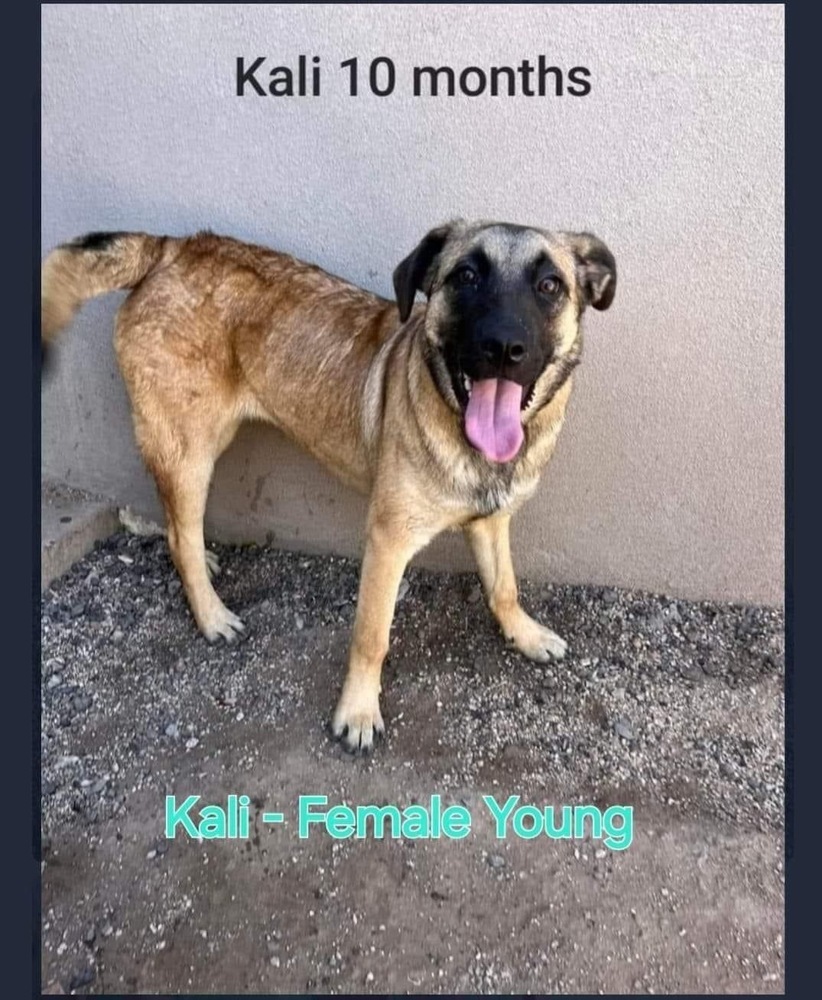 Kali, an adoptable Shepherd in Puerto Penasco, SON, 83550 | Photo Image 1
