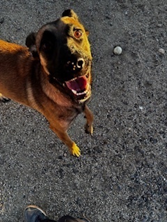 Kali, an adoptable Shepherd in Puerto Penasco, SON, 83550 | Photo Image 2