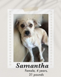 Samantha, an adoptable Terrier in Puerto Penasco, SON, 83550 | Photo Image 1