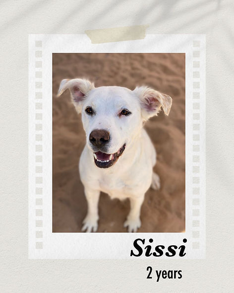 Sissi, an adoptable Retriever in Puerto Penasco, SON, 83550 | Photo Image 1
