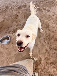 Sissi, an adoptable Retriever in Puerto Penasco, SON, 83550 | Photo Image 2