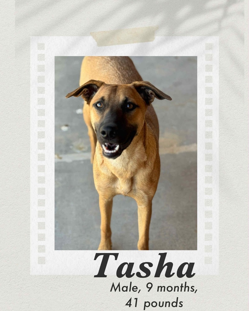 Tasha, an adoptable Black Mouth Cur, Shepherd in Puerto Penasco, SON, 83550 | Photo Image 1