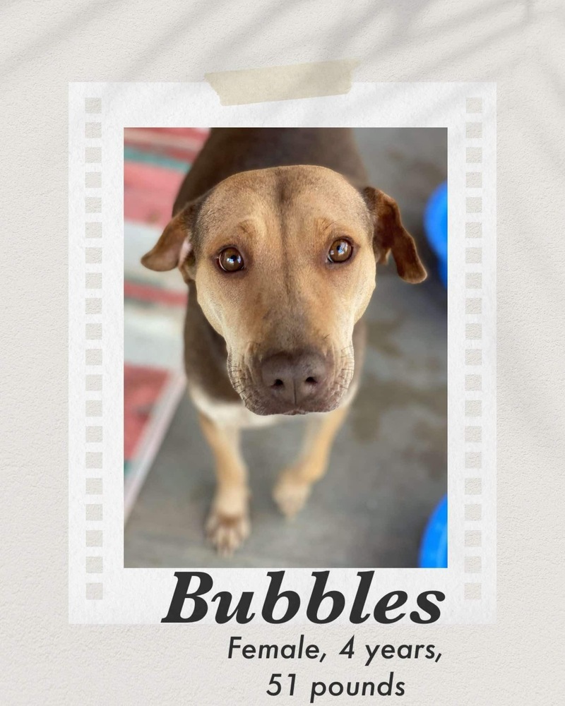 Bubbles, an adoptable Labrador Retriever in Puerto Penasco, SON, 83550 | Photo Image 1