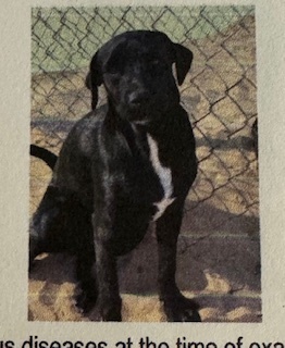Danny, an adoptable Labrador Retriever in Puerto Penasco, SON, 83550 | Photo Image 1