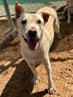 Liberty, an adoptable Labrador Retriever in Puerto Penasco, SON, 83550 | Photo Image 1