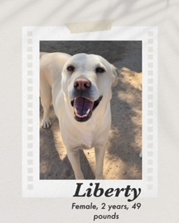 Liberty, an adoptable Labrador Retriever in Puerto Penasco, SON, 83550 | Photo Image 2