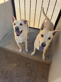 Liberty, an adoptable Labrador Retriever in Puerto Penasco, SON, 83550 | Photo Image 3