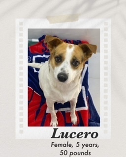 Lucero, an adoptable Cattle Dog in Puerto Penasco, SON, 83550 | Photo Image 1