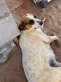 Lucero, an adoptable Cattle Dog in Puerto Penasco, SON, 83550 | Photo Image 2