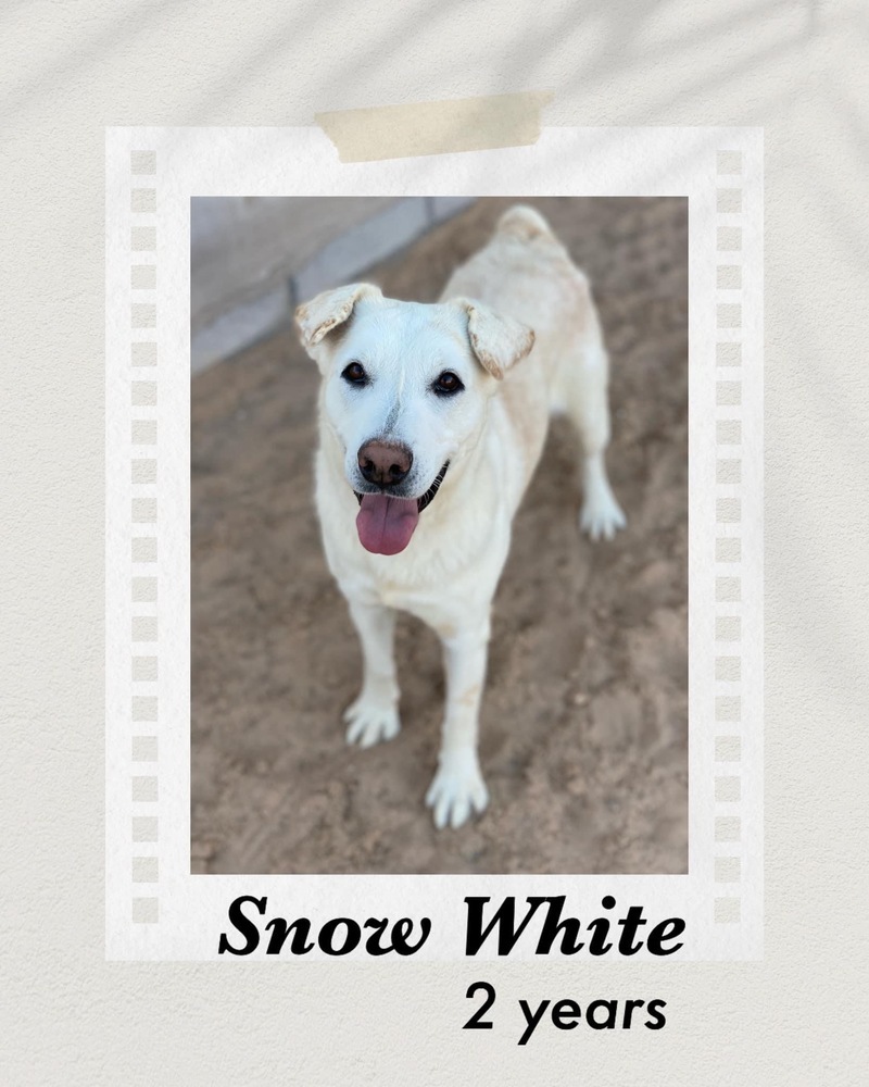 Snow White, an adoptable Labrador Retriever in Puerto Penasco, SON, 83550 | Photo Image 1