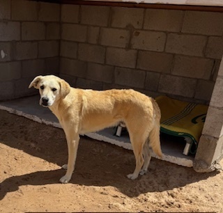 Tom, an adoptable Labrador Retriever in Puerto Penasco, SON, 83550 | Photo Image 1