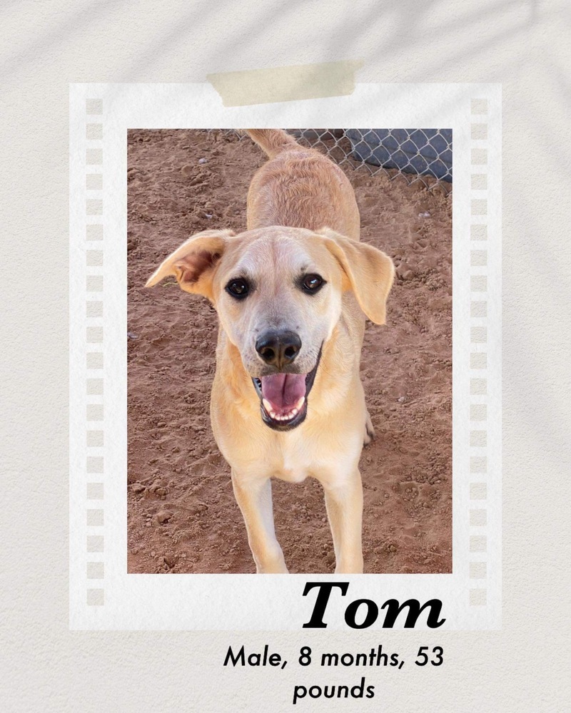 Tom, an adoptable Labrador Retriever in Puerto Penasco, SON, 83550 | Photo Image 2