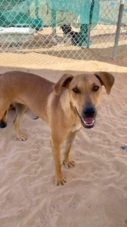 Arnold, an adoptable Shepherd, Hound in Puerto Penasco, SON, 83550 | Photo Image 1