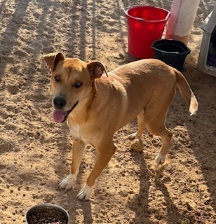 Arnold, an adoptable Shepherd, Hound in Puerto Penasco, SON, 83550 | Photo Image 1