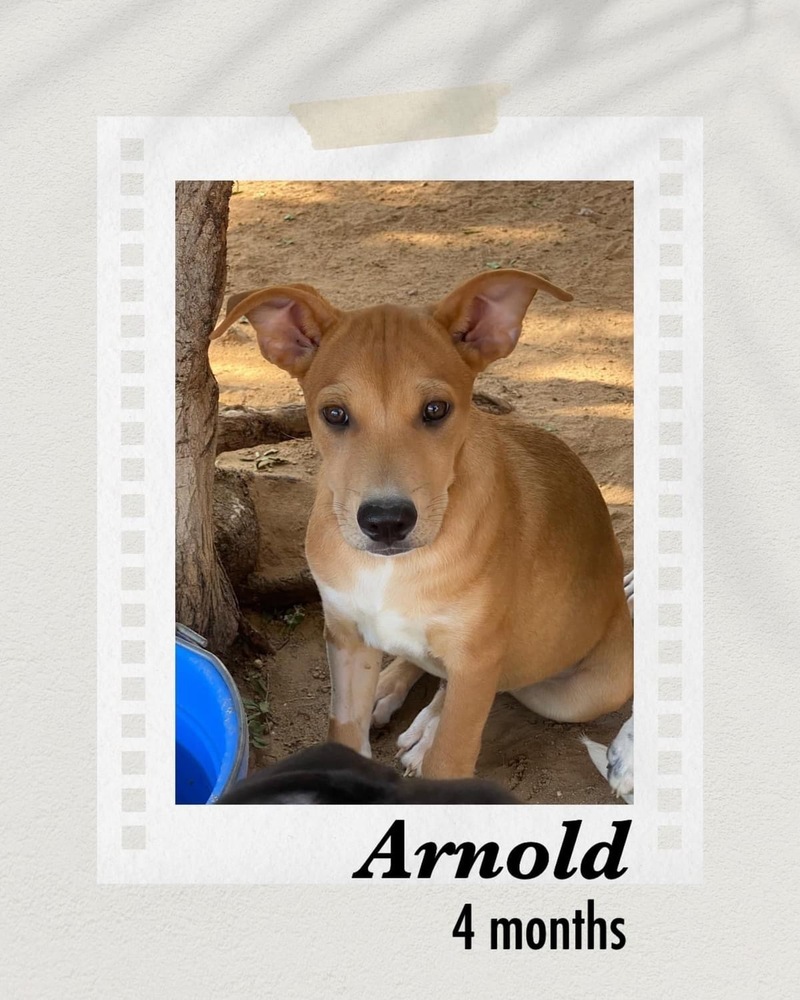 Arnold, an adoptable Shepherd, Hound in Puerto Penasco, SON, 83550 | Photo Image 2