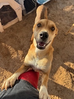Arnold, an adoptable Shepherd, Hound in Puerto Penasco, SON, 83550 | Photo Image 3