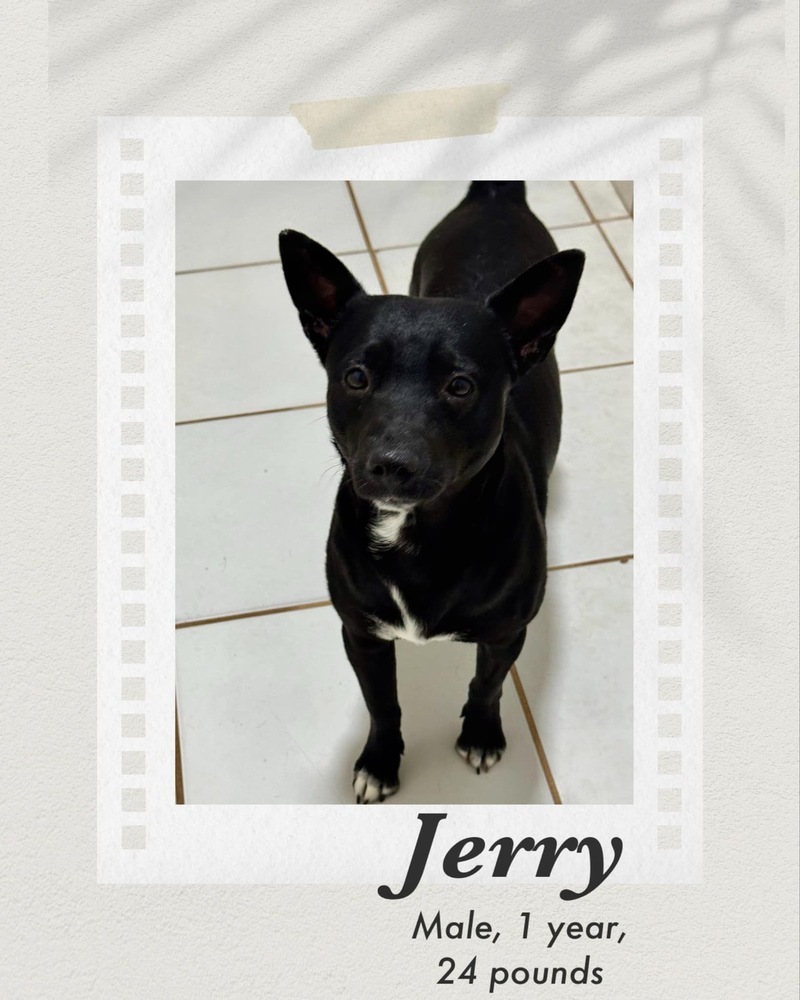 Jerry, an adoptable Rat Terrier in Puerto Penasco, SON, 83550 | Photo Image 1