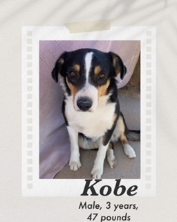 Kobe, an adoptable Australian Shepherd in Puerto Penasco, SON, 83550 | Photo Image 1