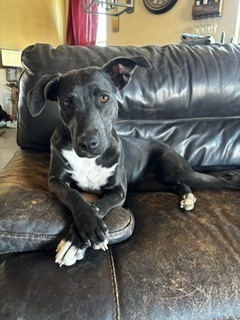 Traci, an adoptable Labrador Retriever, Pit Bull Terrier in Puerto Penasco, SON, 83550 | Photo Image 1