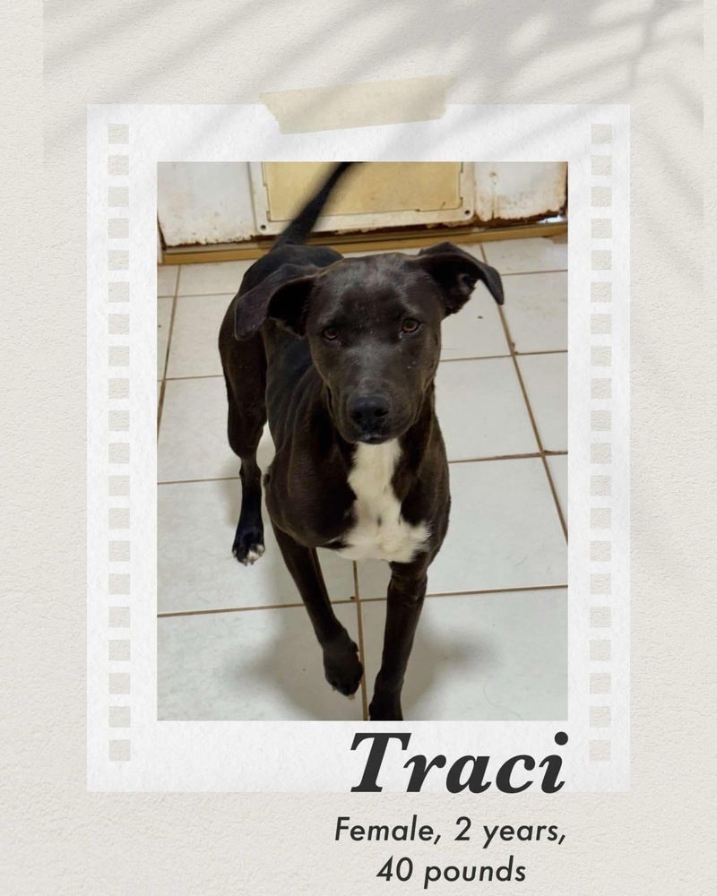 Traci, an adoptable Labrador Retriever, Pit Bull Terrier in Puerto Penasco, SON, 83550 | Photo Image 2