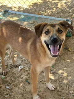 Daphne, an adoptable Black Mouth Cur, Shepherd in Puerto Penasco, SON, 83550 | Photo Image 1