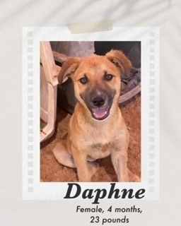Daphne, an adoptable Black Mouth Cur, Shepherd in Puerto Penasco, SON, 83550 | Photo Image 2