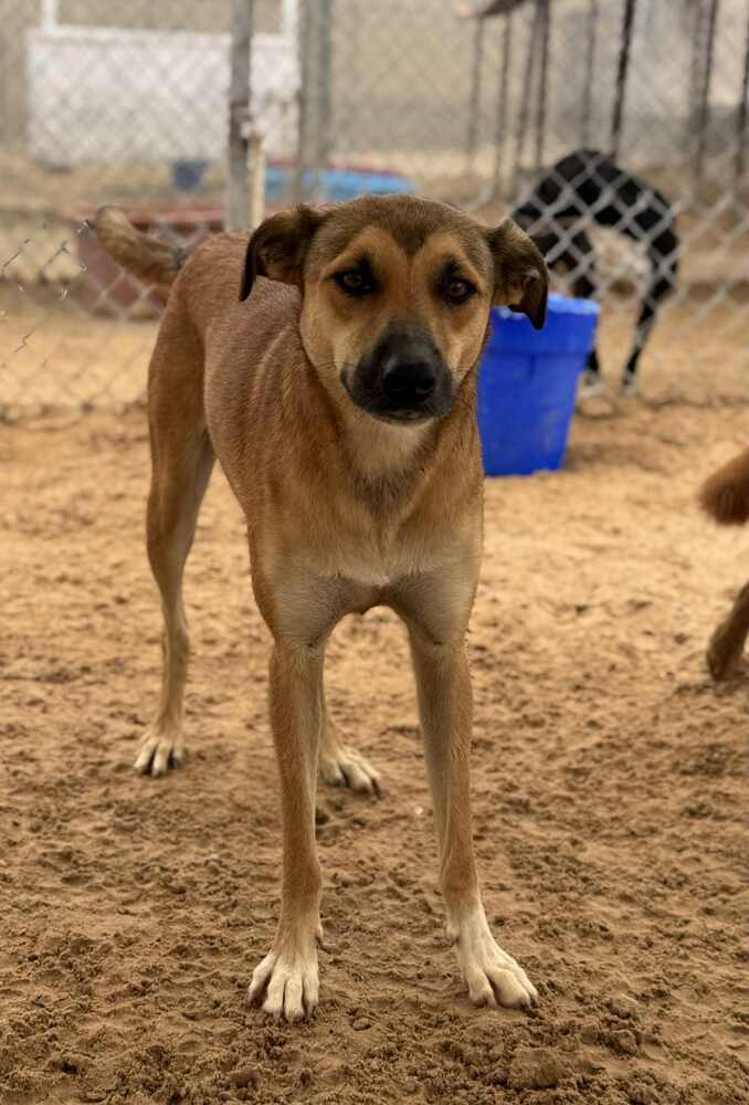 Daphne, an adoptable Black Mouth Cur, Shepherd in Puerto Penasco, SON, 83550 | Photo Image 3