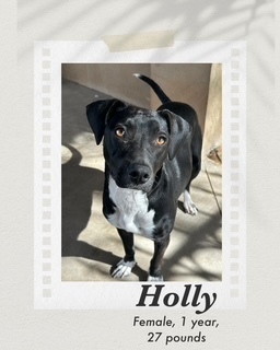 Holly, an adoptable Labrador Retriever, Rat Terrier in Puerto Penasco, SON, 83550 | Photo Image 1