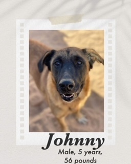 Johnny, Adult Male Belgian Shepherd / Malinois