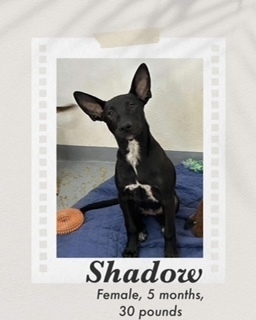 Shadow, an adoptable Labrador Retriever, Shepherd in Puerto Penasco, SON, 83550 | Photo Image 1