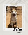 Balto photo 1