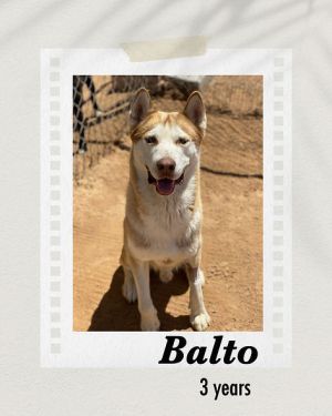 Balto, Adult Male Siberian Husky