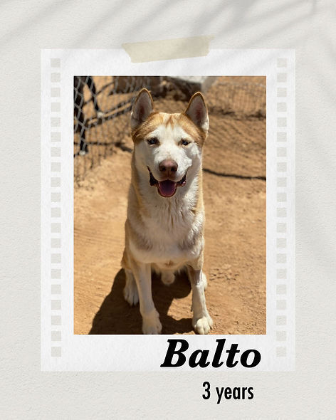 Balto, an adoptable Siberian Husky in Puerto Penasco, SON, 83550 | Photo Image 1