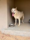 Balto photo 2