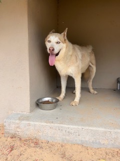 Balto, an adoptable Siberian Husky in Puerto Penasco, SON, 83550 | Photo Image 2