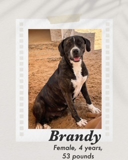 Brandy, an adoptable Boxer in Puerto Penasco, SON, 83550 | Photo Image 1