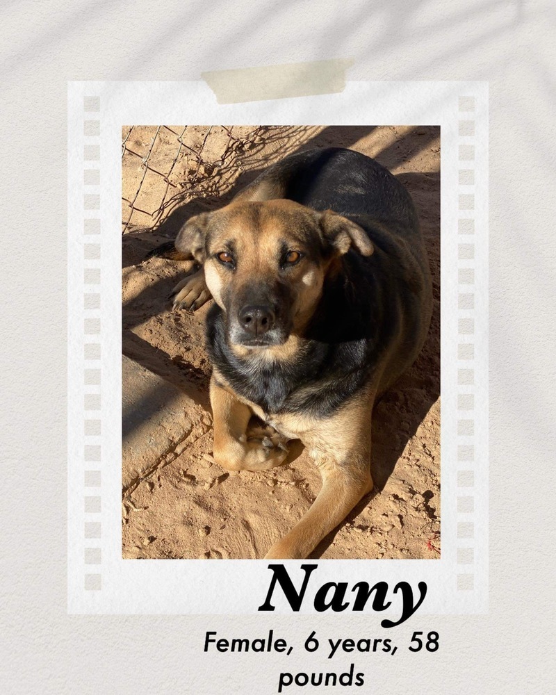 Nany, an adoptable Shepherd in Puerto Penasco, SON, 83550 | Photo Image 1