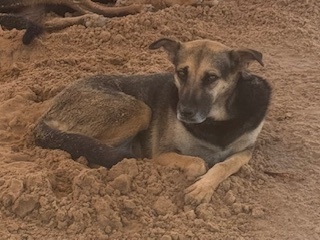 Nany, an adoptable Shepherd in Puerto Penasco, SON, 83550 | Photo Image 2