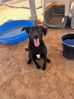 Snickers, an adoptable Labrador Retriever, Dutch Shepherd in Puerto Penasco, SON, 83550 | Photo Image 1