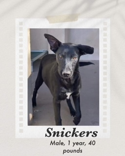 Snickers, an adoptable Labrador Retriever, Dutch Shepherd in Puerto Penasco, SON, 83550 | Photo Image 2