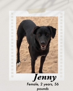 Jenny, an adoptable Labrador Retriever, Great Dane in Puerto Penasco, SON, 83550 | Photo Image 1