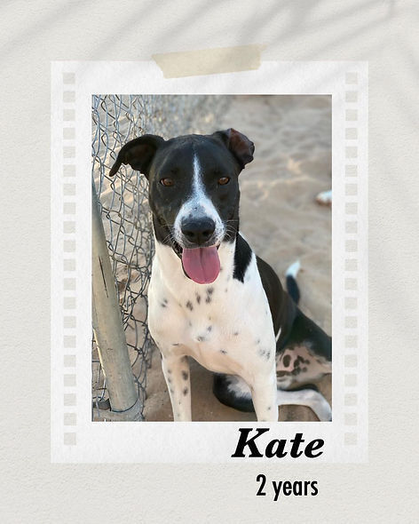Kate, an adoptable Pit Bull Terrier in Puerto Penasco, SON, 83550 | Photo Image 1