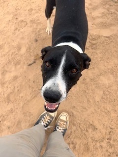 Kate, an adoptable Pit Bull Terrier in Puerto Penasco, SON, 83550 | Photo Image 2