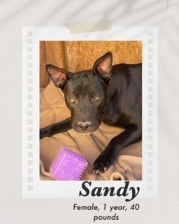 Sandy, an adoptable Labrador Retriever, Pit Bull Terrier in Puerto Penasco, SON, 83550 | Photo Image 1