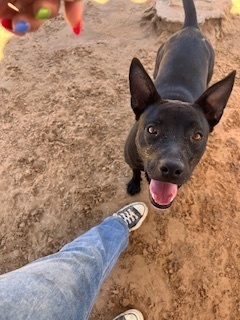 Sandy, an adoptable Labrador Retriever, Pit Bull Terrier in Puerto Penasco, SON, 83550 | Photo Image 1