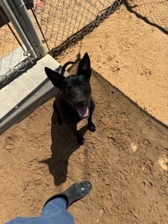 Sandy, an adoptable Labrador Retriever, Pit Bull Terrier in Puerto Penasco, SON, 83550 | Photo Image 2