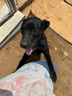 Sandy, an adoptable Labrador Retriever, Pit Bull Terrier in Puerto Penasco, SON, 83550 | Photo Image 3