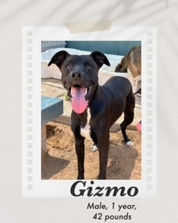 Gizmo, an adoptable Labrador Retriever, Shepherd in Puerto Penasco, SON, 83550 | Photo Image 1